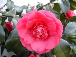 DSCN0496_-_Copie_original