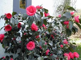 DSCN0498_-_Copie_original