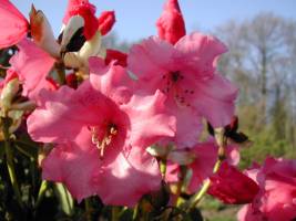 DSCN0513_-_Copie_original