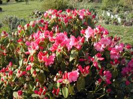 DSCN0514_-_Copie_original